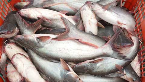 Resep Sup Ikan Patin Enak dan Sedap Menggugah Selera 2 ikan patin